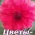 Цветы душа природы Видео слайд шоу