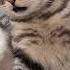 Котик икает