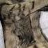 Linchi Catu Her Small Baby Welcome New Cat