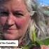 Make Tea With Camellias Here S How