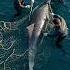 Dolphin Cries For Help Rescue Caught On Camera