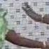 EMMANUEL OFANO Idebolo Ethomewa