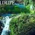 Amazon Rainforest 4K Symphony Of Nature Relaxation Film With Jungle Sounds Calm Music