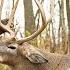 Donnie S Giant Illinois Buck Old School Muzzleloader Hunt Camp DV UN FILTERED