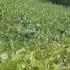 Nitrogen Fixation Seven Wonders Of The Microbe World 4 7