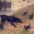 No Flinch Dog Funny Dog Voiceover