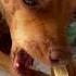 Shoka