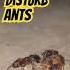 While The Ants Dine Ants Eating Moreart Ihi Ябудуебать Caution