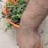 Chokander Juice Boost Your Health Naturally Chokander Juice For Glowing Skin Weight Loss
