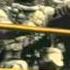 Call Of Duty Black Ops Till I Collapse