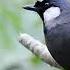 Relax 1 Hours Of Birds Chirping And Singing Birdsong Birds Garrulax Chinensis