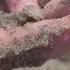 Swarm Of Sand Fleas Spotted On Florida S Space Coast