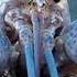 Blue Lobster Jumpscare