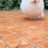 Lulu Da Pomerania Chihuahua Dog Cachorro Desenho Animais Fofo Gatinho Lulu Gato Shortsviral