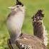 The Australian Bustard Outback Giant With A Hidden Talent