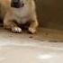 Watch Sweet Trembling Dog S Reaction When I Pick Him Up