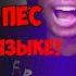 СУПЕР БЕШЕННАЯ РЕАКЦИЯ НА ГОЛОДНЫЙ ПЁС SEEMEE Feat SODA LUV ЧУТЬ НЕ УМЕР ОТ СЕРДЕЧНОГО ПРИСТУПА