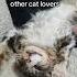How Adorable Is THIS Cats Catlovers