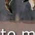 Animal In Me Lyrics Song By Autumn J