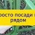 Просто посади их рядом результат удивит дача огород сад лайфхак советы томаты картофель