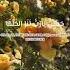 Nasheed Mishary Rashid Alafasy أ ض ف ي ت Adfaita Shorts Nasheed