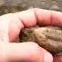 Поиск трилобитов на реке Волхов Search For Trilobites On The Volkhov River