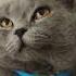 Axı Niyə Bu Qədər şirinsən Kediler Pişiik Cat Sweet