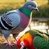 Pigeon Rescues Injured Parrot Ai Shorts Pigeon Parrot