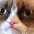 The Cat Came Back Dark Folk Song From Morbid Campfire Songs