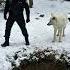 Mother Snow Wolf Saves Her Cubs With The Help Of A Human Animals Rescueanimals Humanity