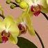 Pour 1 Cup Per Week Orchids Grow New Roots And Thrive Year Round