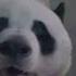 Did Fat Yan See The Beauty Ee He Flew The Giant Panda Happily Lingyan Came Here To Suck The Pa