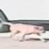 Hero Cat Saves Toddler From Dog Attack INSANE Footage