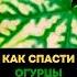 Почему желтеют листья у огурцов и как спасти урожай без химии огурцы сад огород дача