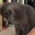 КОТ ПЛАЧЕТ ОТ ЛУКА Shorts Youtube Funnyvideo юмор приколы Capcut Cat кот