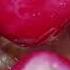 Makopa Or Wax Apple Love Apple Jave Apple In English