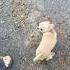 Как мы просимся на ручки устал возьми возьмименя народ Dog Chihuahua Puppy Funnychihuahua