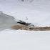 Flash Flood In The Snow ViralHog
