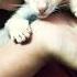 Cat Thangam Cats