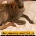 Starving Street Dog Riddled With Health Issues Transformed Into Amazingly Healthy