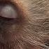 Baby Monkey Dasher Finds His Place In Heaven Leaving Snowy Behind With Loving Foster Moms