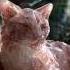 Cats Gems British Shorthair Persian Siamese Scottish Fold