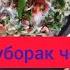 Зодруз муборак чони оча МашаАллох бо фарзандони падар ва дугонаи точик ва русам
