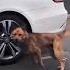Cat Drifting Drift Cat Catlover Doglover Chase Funny Youtube