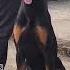 Contact For More Details Doberman Security Feedshorts Europe