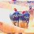 Venur Moodukodi Kaati Kambala VMGNP Kambala