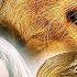 Furry Fortune FAMILY MOVIE Full Movie In English