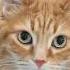 I Hesitated Saying His Favorite Word Cat Cuteanimal Cutecat Catvideos Cute Cutepet Pet