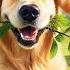 24 Hours Of Dog TV Relaxing Music For Dogs To Sleep Dog Separation Anxiety Stress Relief Music