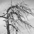 Mourning Tree